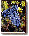 cabernet_franc