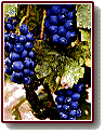 Gamay druiven