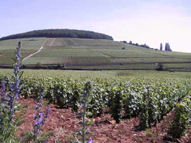 corton