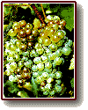 Pinot Gris Grapes