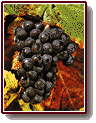 Pinot Noir Grapes