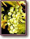 Sauvignon Grapes