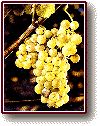 semillon