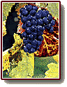 Syrah Grapes