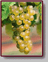 Clairette Grapes