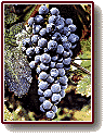 Merlot druiven